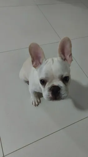 Buldogue Francês