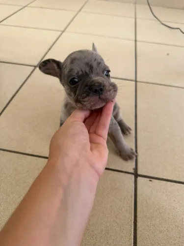 Filhotes de Buldogue francês