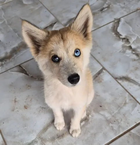 Husky Siberiano Fêmea Com Heterocromia