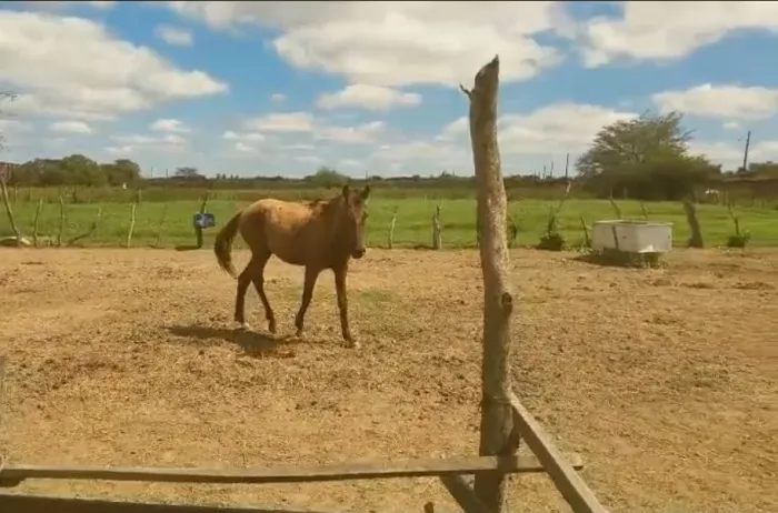 Vendo potro