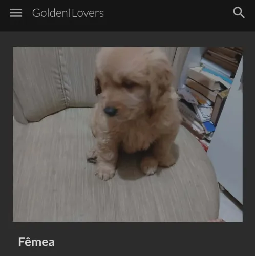 Últimas 2 filhotes fêmea Golden retriever, não perca essa oportunidade!!!