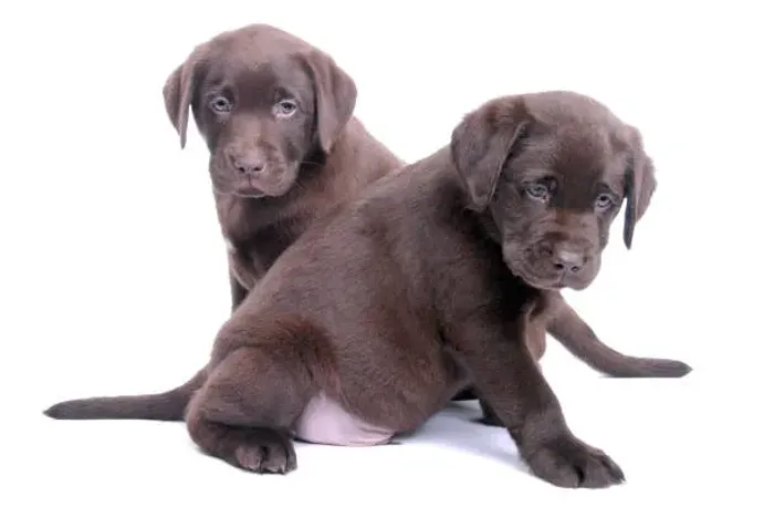 Seu Labrador Chocolate Está Aqui ?