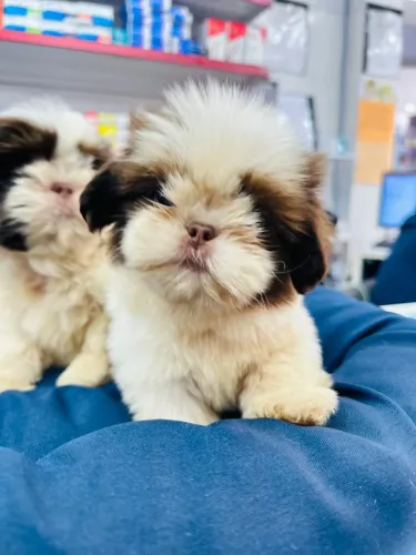 Shihtzu macho puro cor chocolate e branco. Garantia total