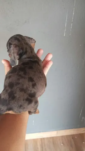 Basset teckel cao amigavel