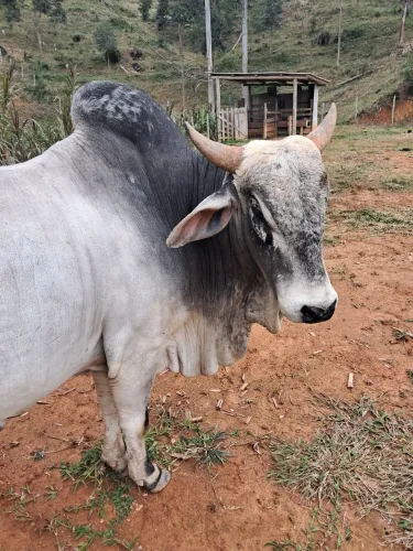 Touro Nelore venda