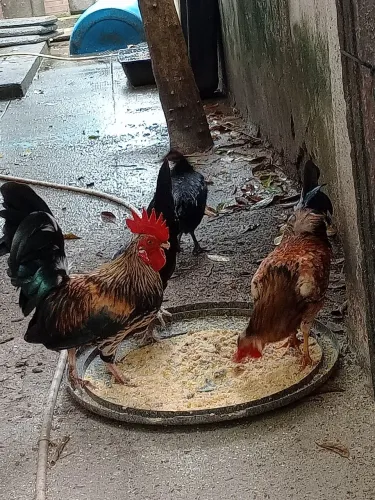 Galos, galinhas garnisé 