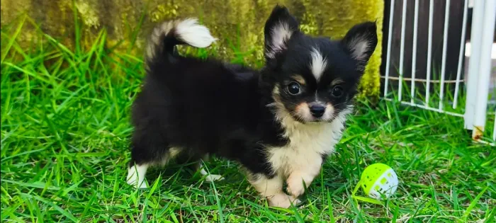 Chihuahua filhote