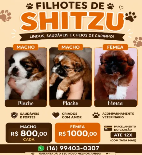 Filhotes de Shih Tzu Disponíveis - Lindos e Saudáveis!
