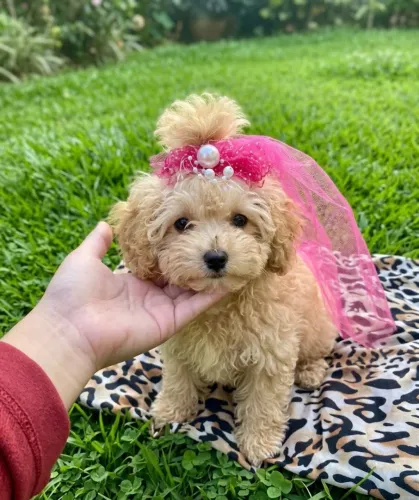 Poodle toy fêmea 