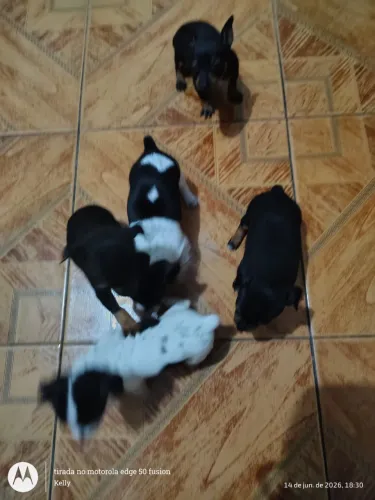 Vendo pinscher 0