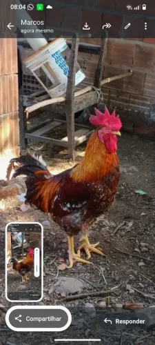 frango gsb e 5 galinhas.