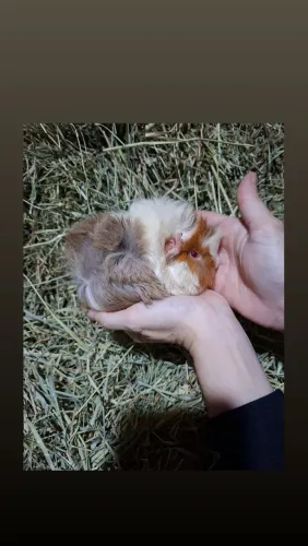 Filhote porquinho da india peruano