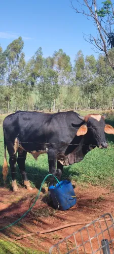 Garrotes a venda