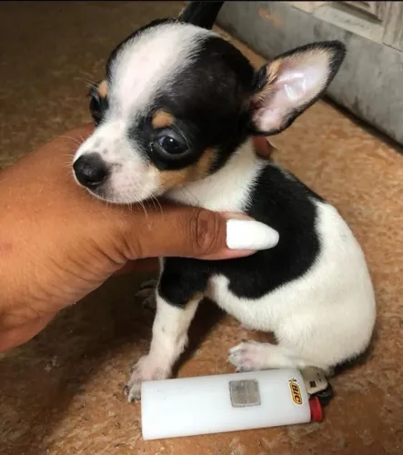Pinscher miniatura cabe dentro do bolso -Promoção consulte 