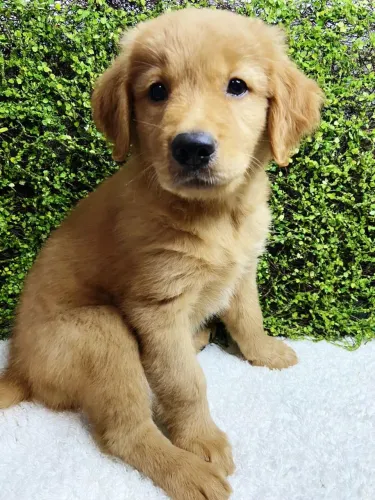 Golden Retriever grandão