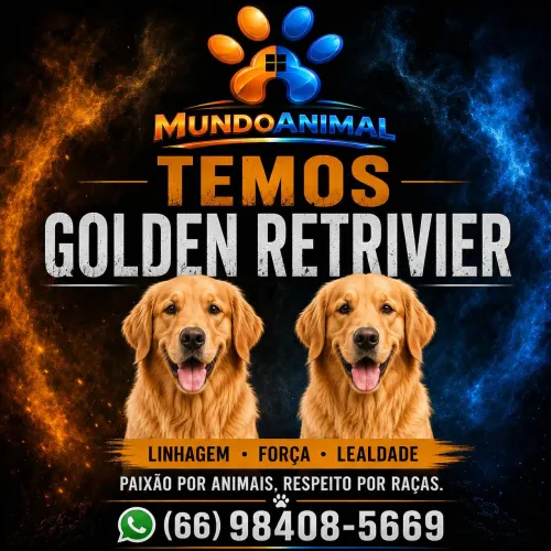 Golden Retrivier 