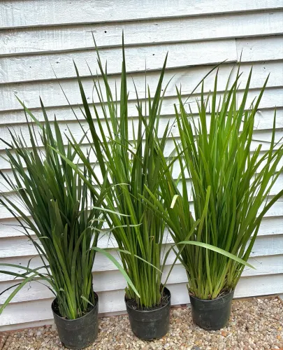 Moreia plantas pra jardins