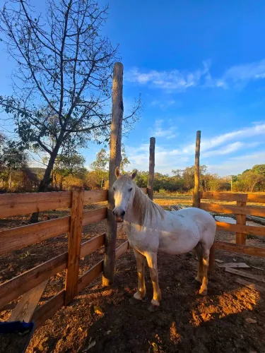 Cavalo mestiço Manga larga 