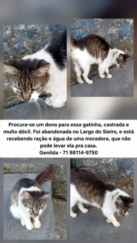 Doação de gatinha castrada