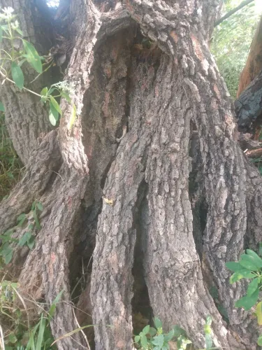 Galhos grandes e grossos para terrários 