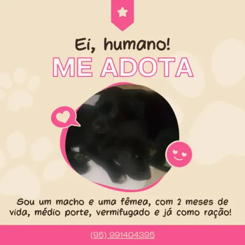 Doação de Cachorro