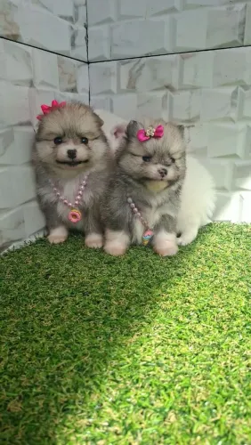 Fofinhas Lulu microchipadas