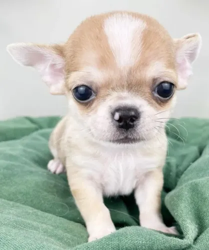 chihuahua Respeito é minha linguagem favorita.