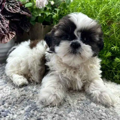 Lhasa Apso/ O parceiro ideal para momentos de descanso