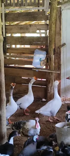 Gansos