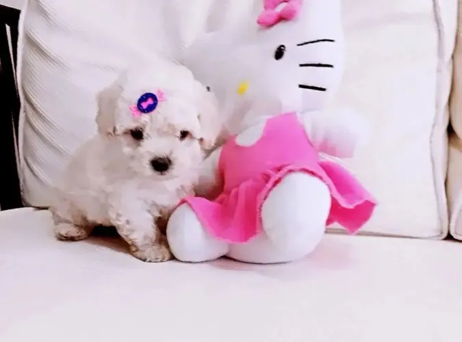 Poodle