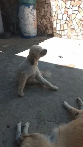 Cachorro pastor catalão pra doa
