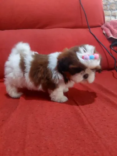 Shitzu bolinha de pêlo femea lindissima