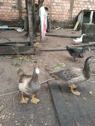 Vendo pato , fêmea e macho!! Whatsapp *
