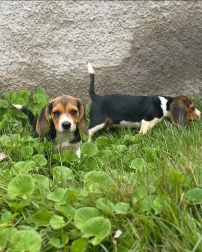 Beagle Filhote disponível para quem quer mais do que um pet: um verdadeiro parceiro