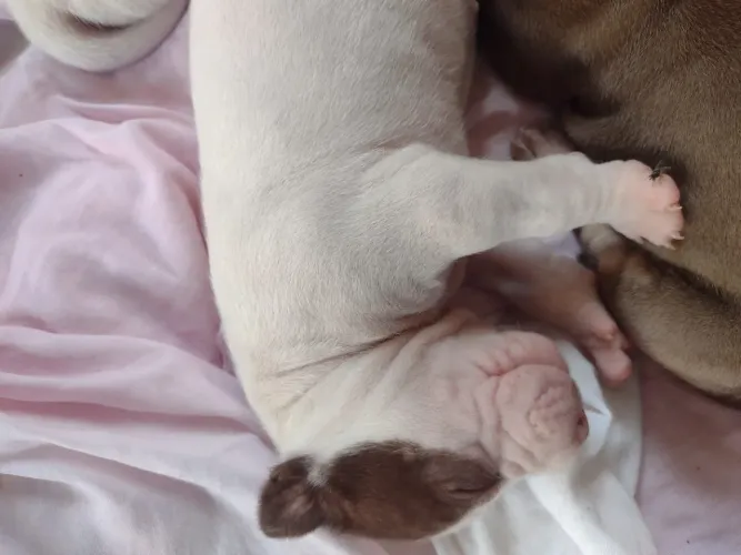 Vende-se filhote de Pitbull com sharpei
