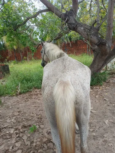 Animal 