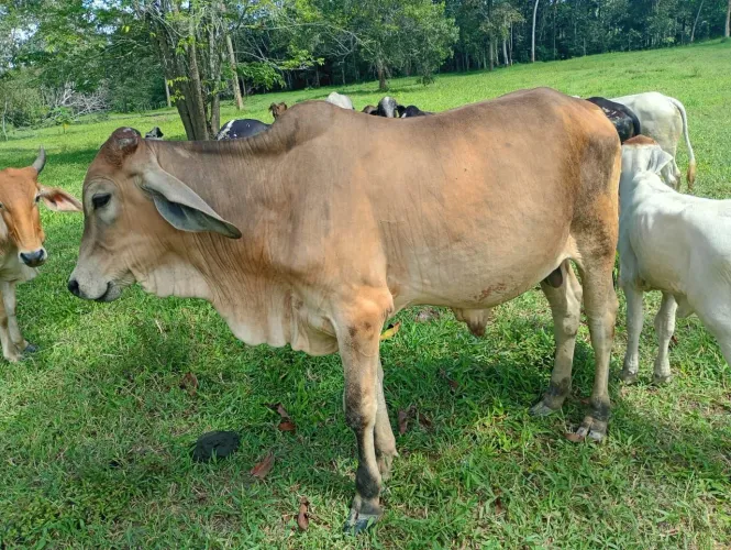 Boi e vaca
