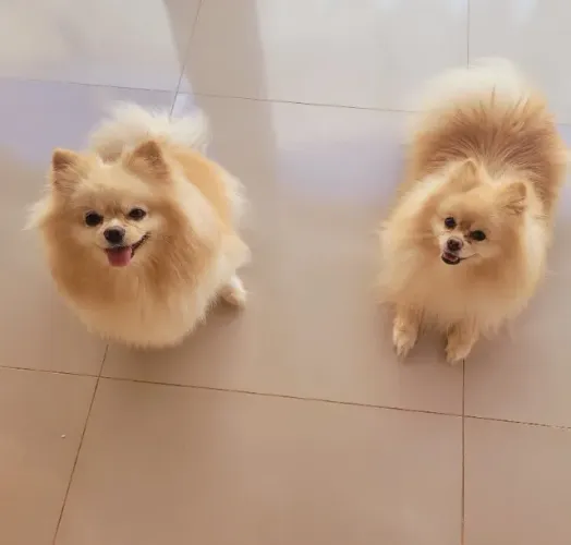 Filhote de Spitz Alemão Anão Fêmea 