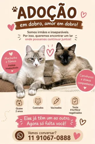 Adoção conjunta desses dois gatos fofos
