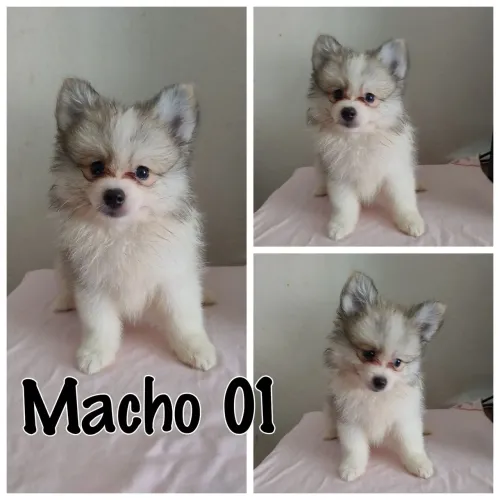 Spitz alemão anão 