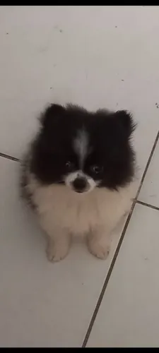 Spitz alemão anão macho