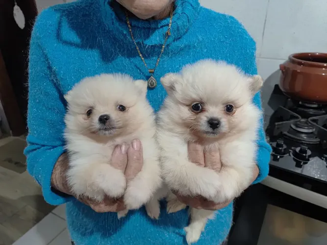Lulu da Pomerânia Anão