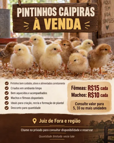 ? PINTINHOS CAIPIRAS À VENDA ?