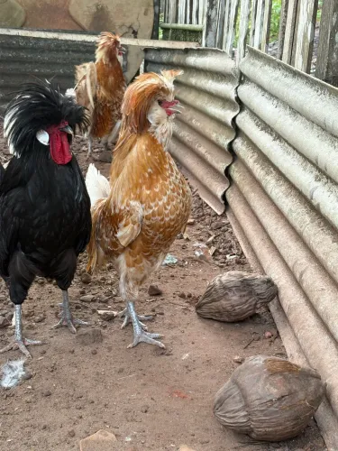 Galos polonês