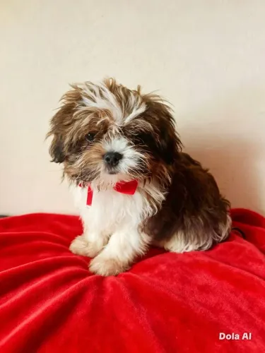 Filhote Lhasa Apso.