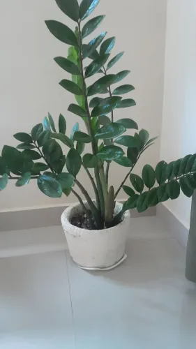 Zamioculca 