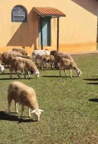 Lote de Ovelhas/Carneiros em Sp R$17 kg
