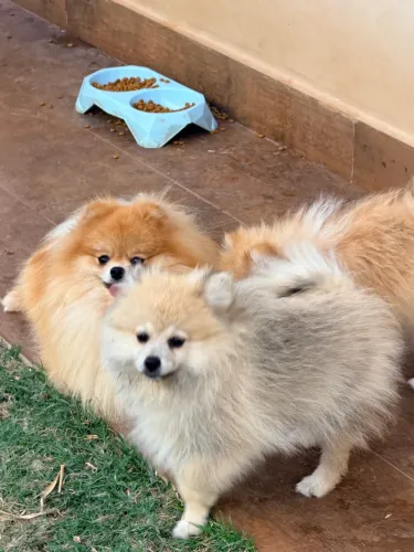 Lulu da pomerania macho
