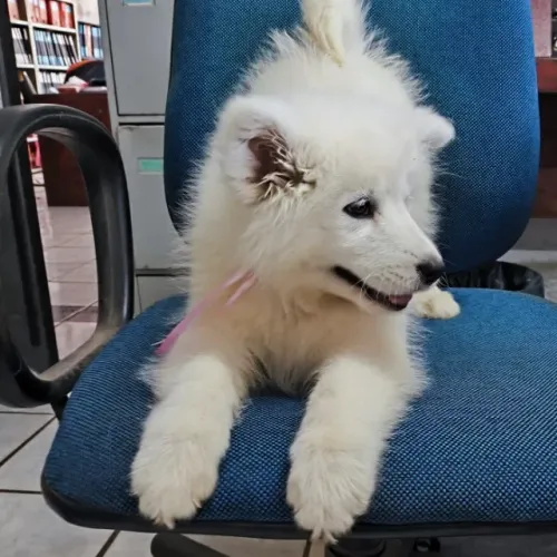 SAMOIEDA FOFO com Pedigree CBKC