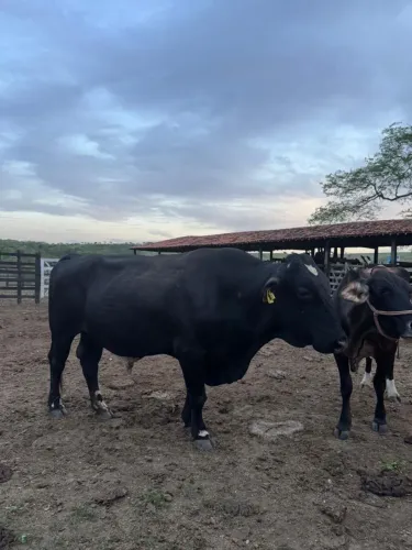 Vendo boi reprodutor